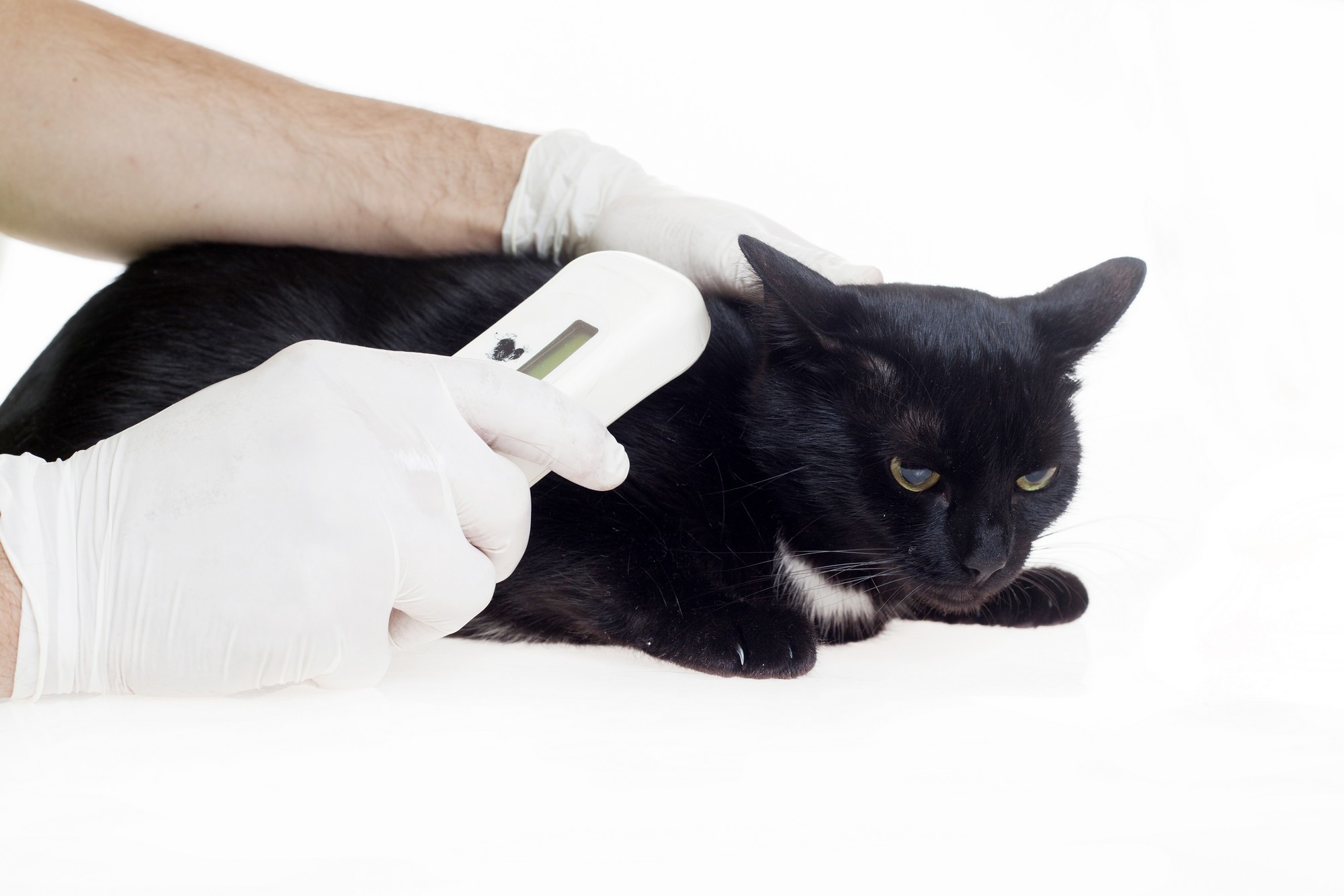 Microchipping